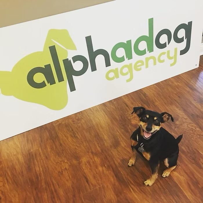 Deuce sitting proudly in front of the Alpha Dog Agency sign
